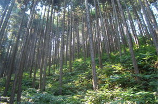 杉木有虫怎么防治,杉木虫害图片