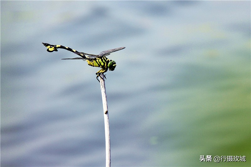 平阴县毛铺八里沟,平阴安城毛铺水库