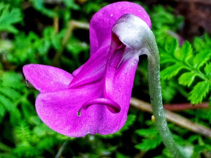 驼梁七月草原美，金莲妖娆入画里/郝贵云