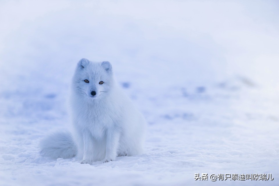北极狐宝宝视频,一只北极狐从挪威步行到了加拿大