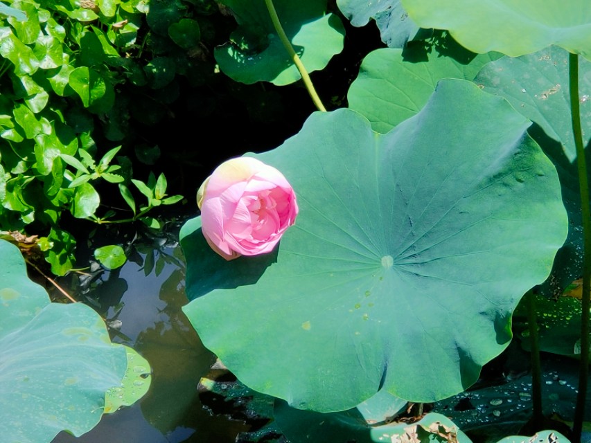 厦门园博苑月环,厦门园博苑免费政策