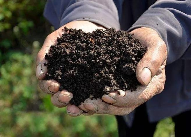 大熊猫这么可爱大家喜欢它吗,耕地中的大熊猫吃什么