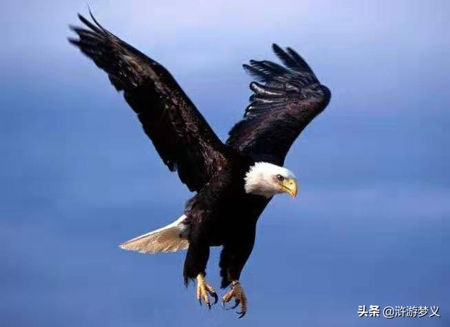 常见但是说不出名字的动物,六种不常见的鸟