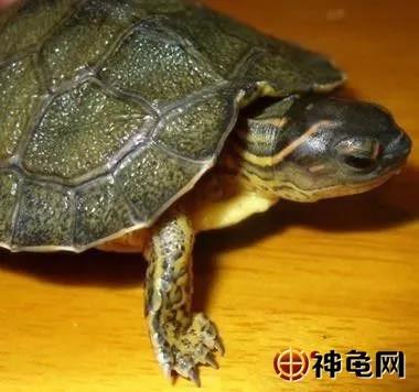 深水龟热带龟,犁沟木纹龟冬眠吗