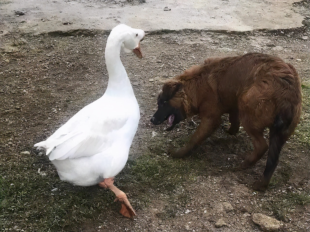 有鹅的地方不能有蛇,有鹅的地方绝对不可能出现蛇