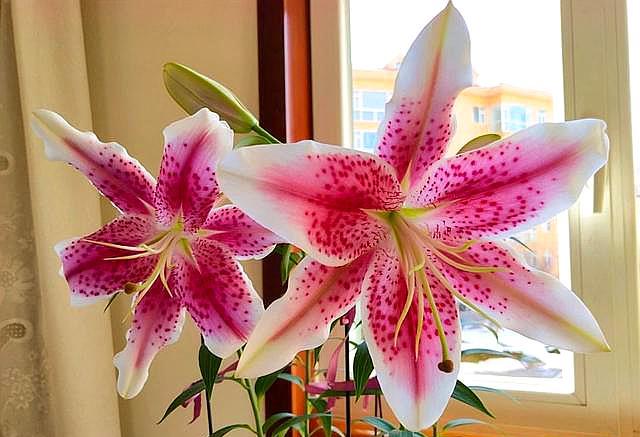 百合花要开了怎么处理,百合花开完花后球茎处理方法