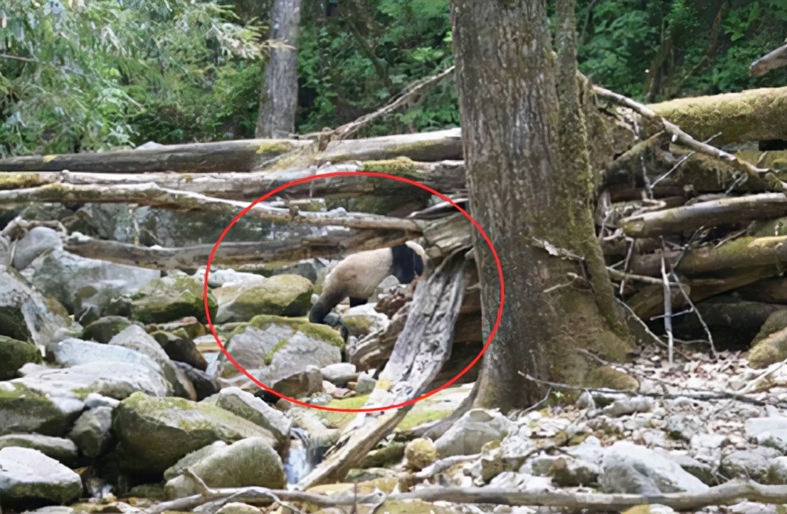 熊猫为什么黑白相间是为了伪装,熊猫为了躲避饲养员伪装成蒲公英