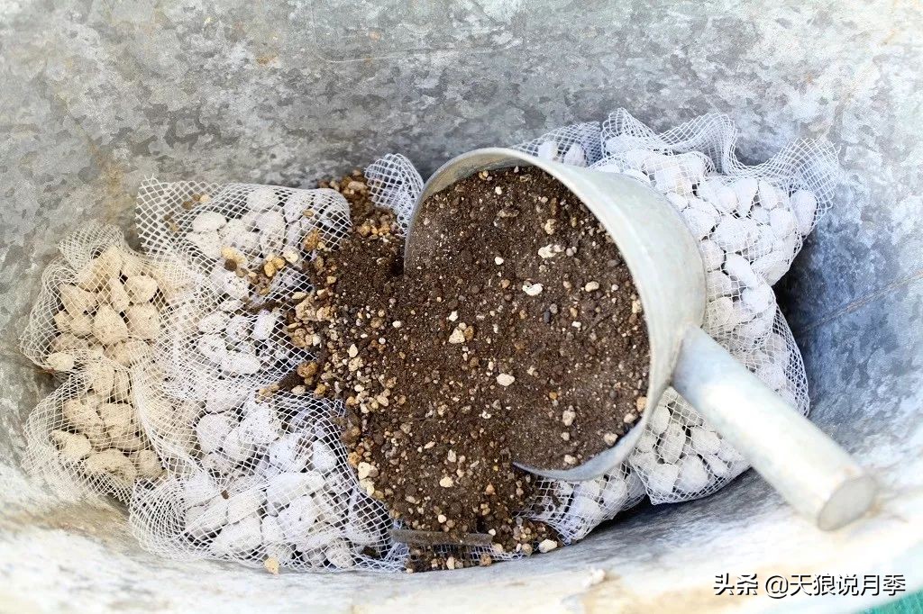 狼家球根怎么样,狼家球根上市了吗