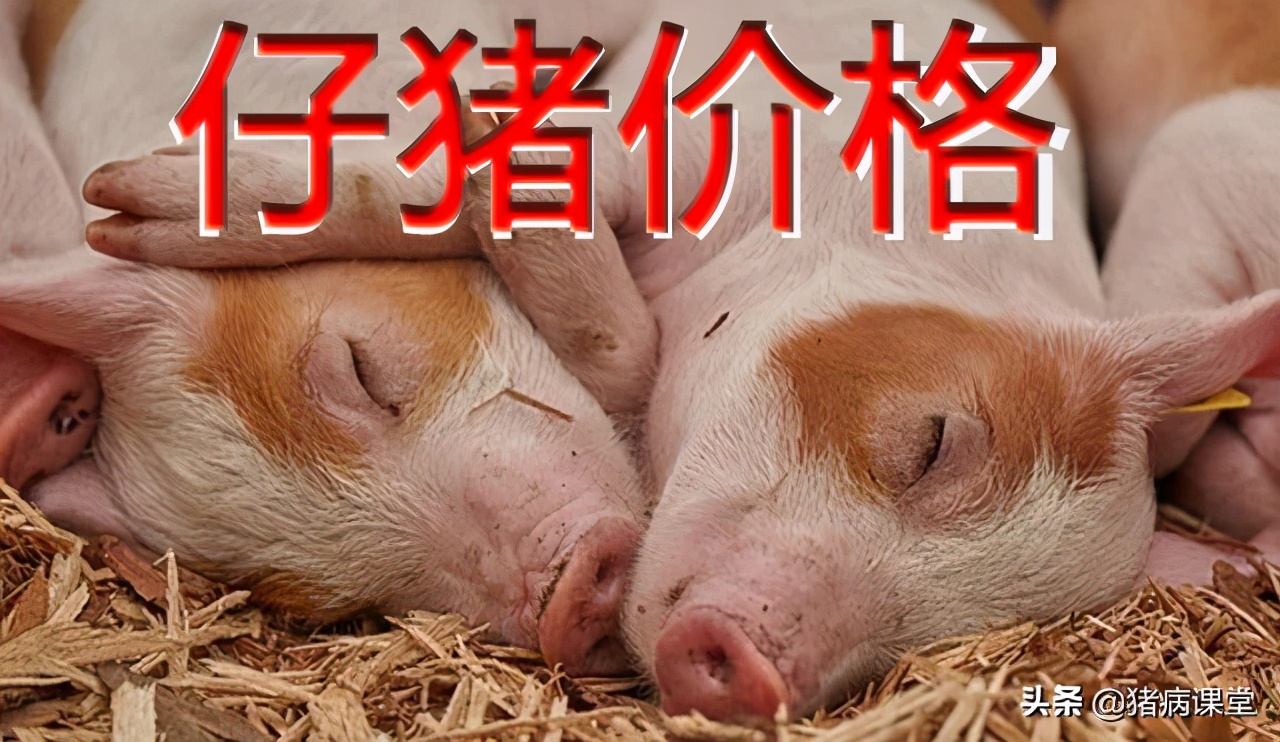 仔猪隐睾手术操作要多少钱,仔猪漏肠手术费用