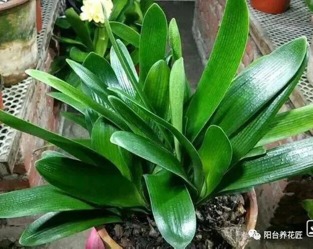 君子兰做群兰什么时候才能长叶子,君子兰烂心后扔掉