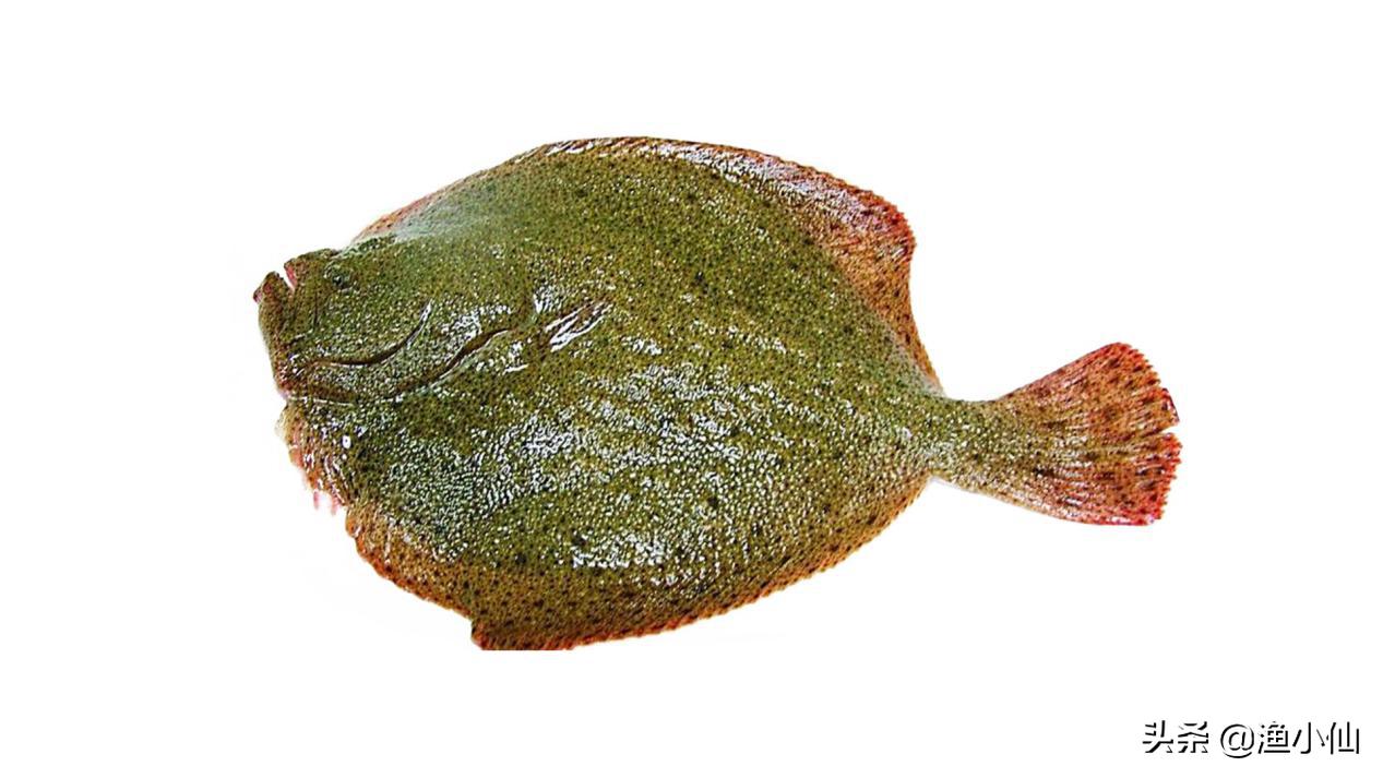 这“两兄弟”长得太像了，你在市场见到的多宝鱼未必是真的