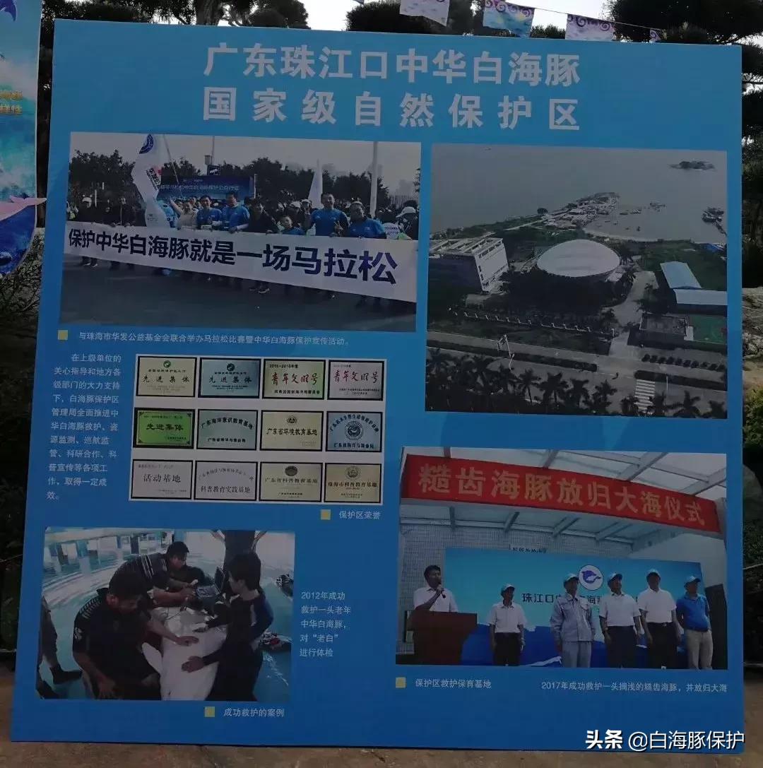 上海中华白海豚保护宣传日,中华白海豚宣传日