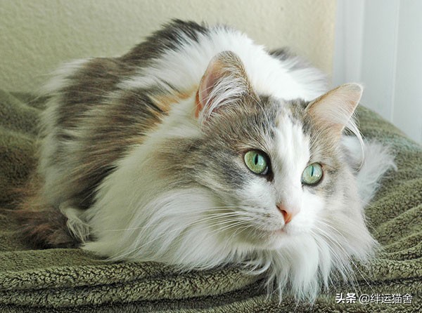 缅因猫什么花色的好,缅因猫纯黑和纯白能生出什么颜色