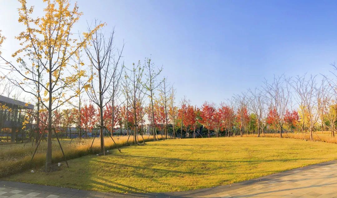 上海最美秋景,上海哪些公园可以拍秋景