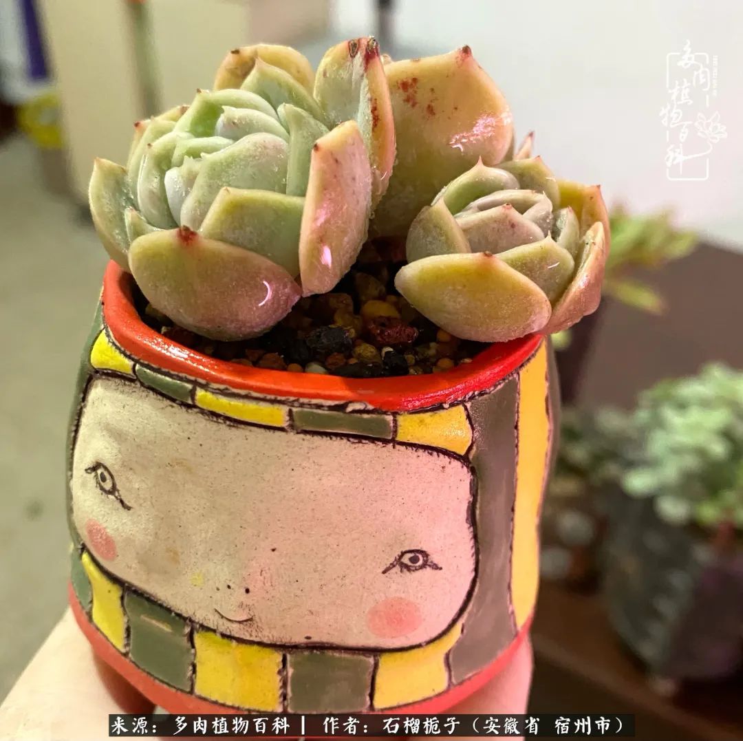治愈系多肉：何以解忧，唯有多肉