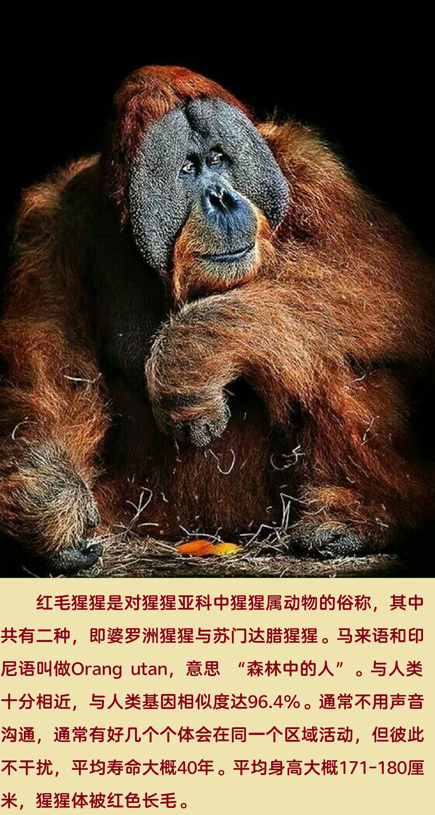 动物大猩猩深度解析,人科动物图谱