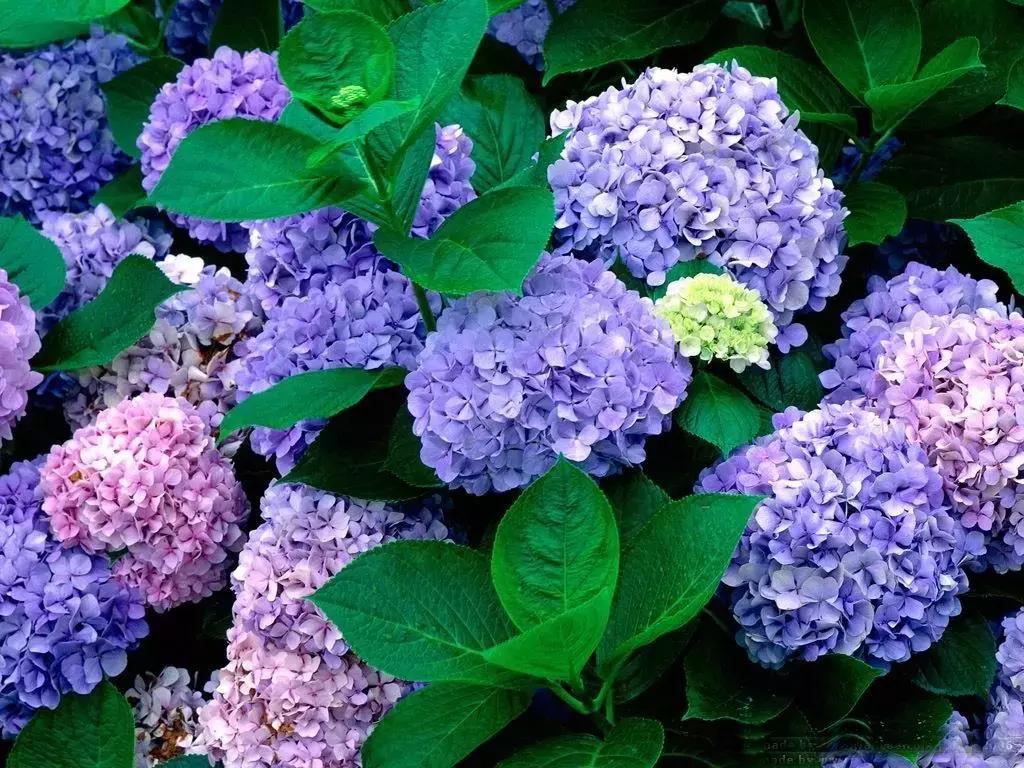 好书推荐快来领取你的宝藏书单,100种百花图谱大全