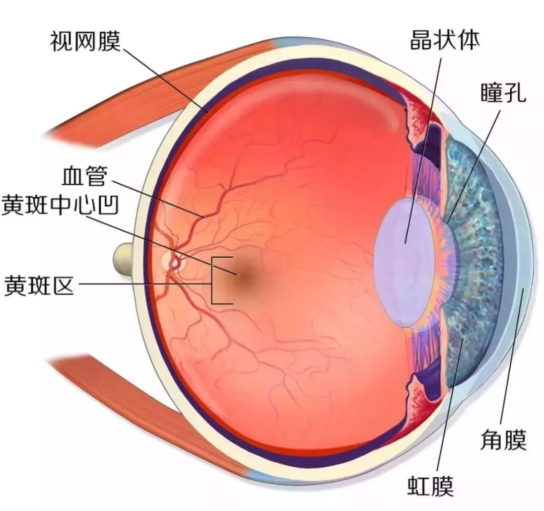 蓝莓怎么吃护眼效果最好,蓝莓护眼食材排行榜