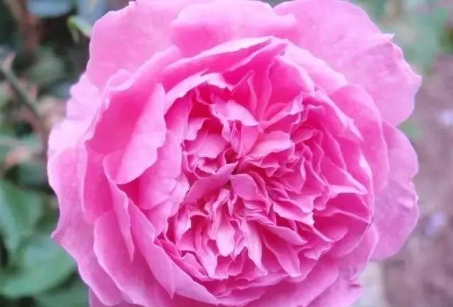 玫瑰有几种品种图片及名称,玫瑰品种分类名称及图片介绍