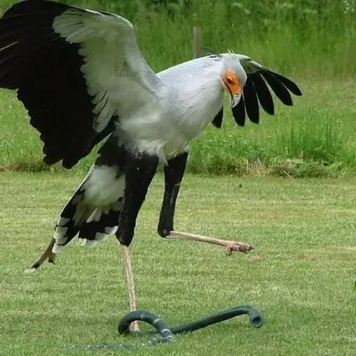 狮虎兽和北极熊体型对比,狮虎熊的力气到底有多大