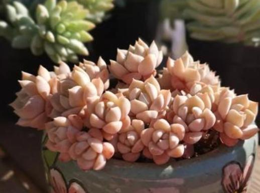 光照不够怎么养肉肉,光照不足能养兰花吗怎么养