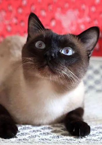 新西兰惊现心机猫，一猫侍二主蹭吃十年