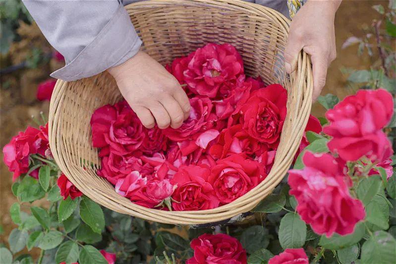 欧盟有机认证绿叶标识,欧盟有机认证食品