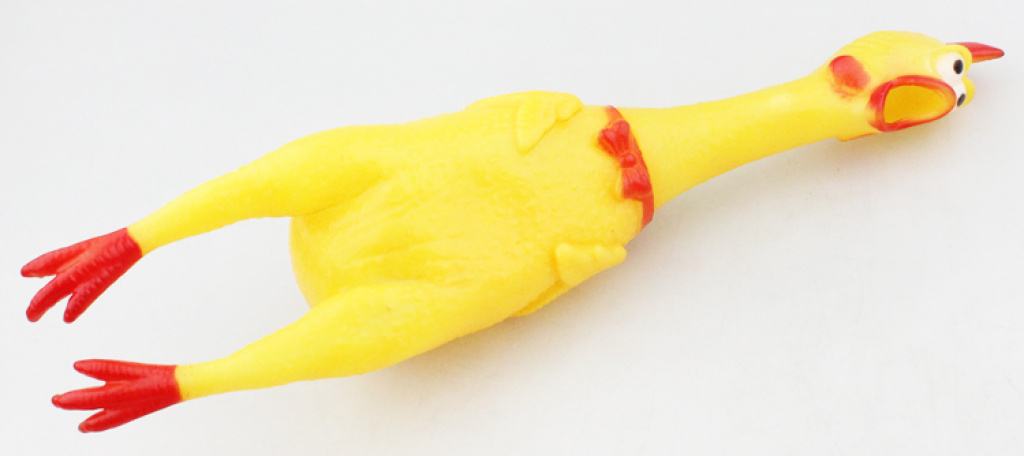 养狗新手入门必备知识,养狗知识大百科入门篇