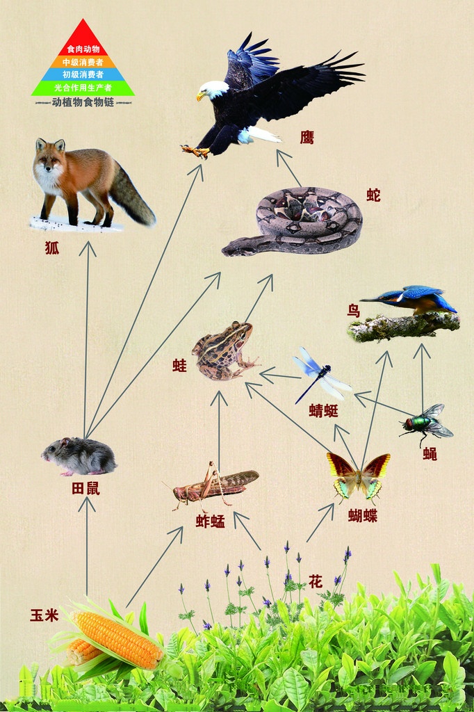 白头蝰为啥快绝种了,白头蝰是剧毒吗