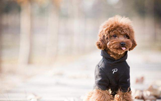 泰迪吃什么品牌狗粮最好,泰迪用什么牌子狗粮好还便宜