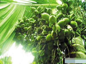 槟榔吃了有什么好坏处,槟榔吃多了对什么害处大