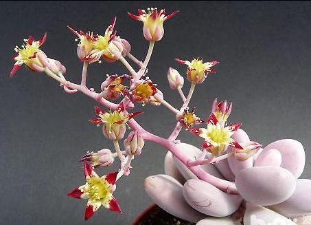 多肉植物开花了要不要剪掉,多肉植物山地玫瑰开花了怎么养殖