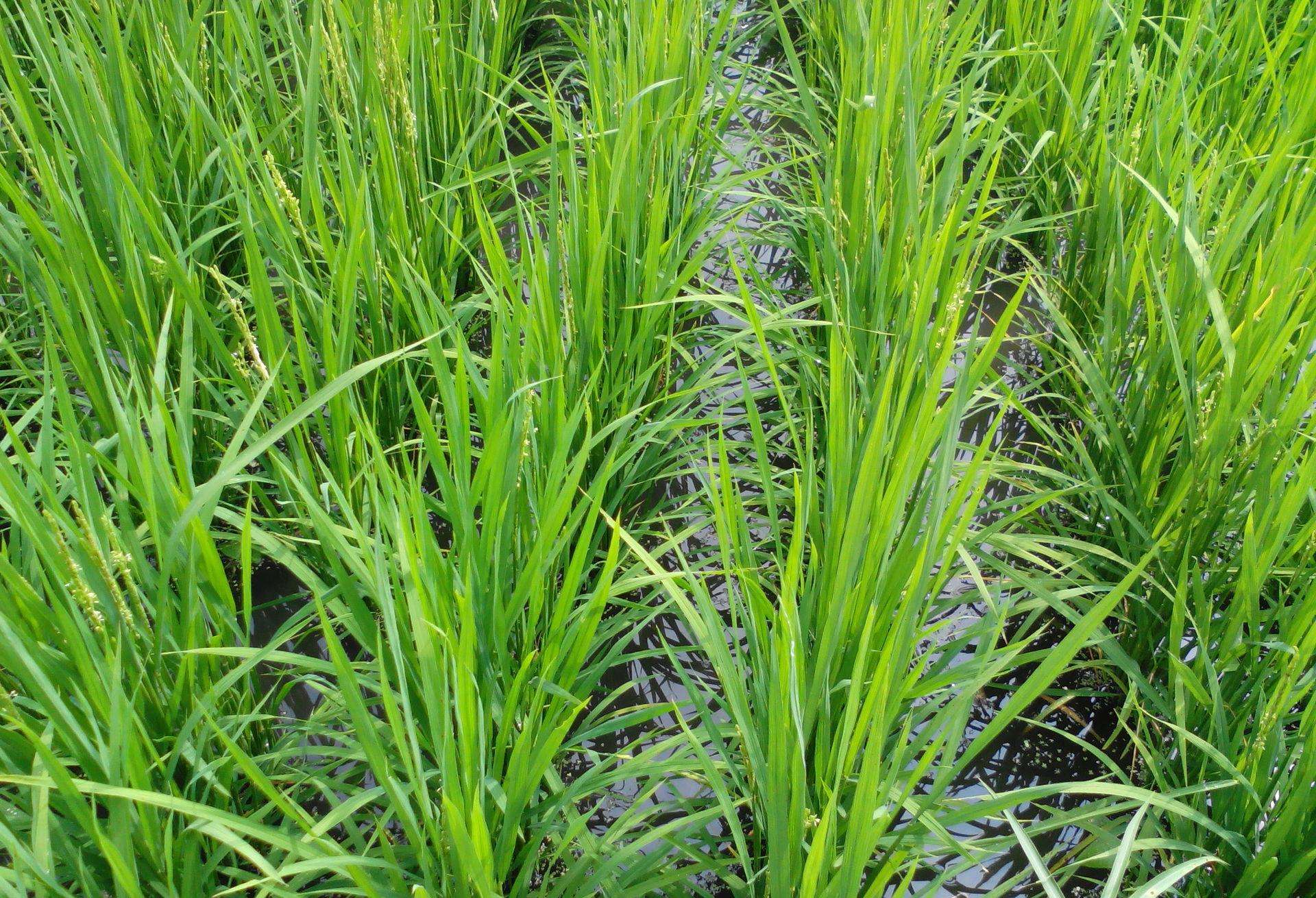 水稻前期施肥后期不好怎么办,水稻下了肥还是黄的怎么办