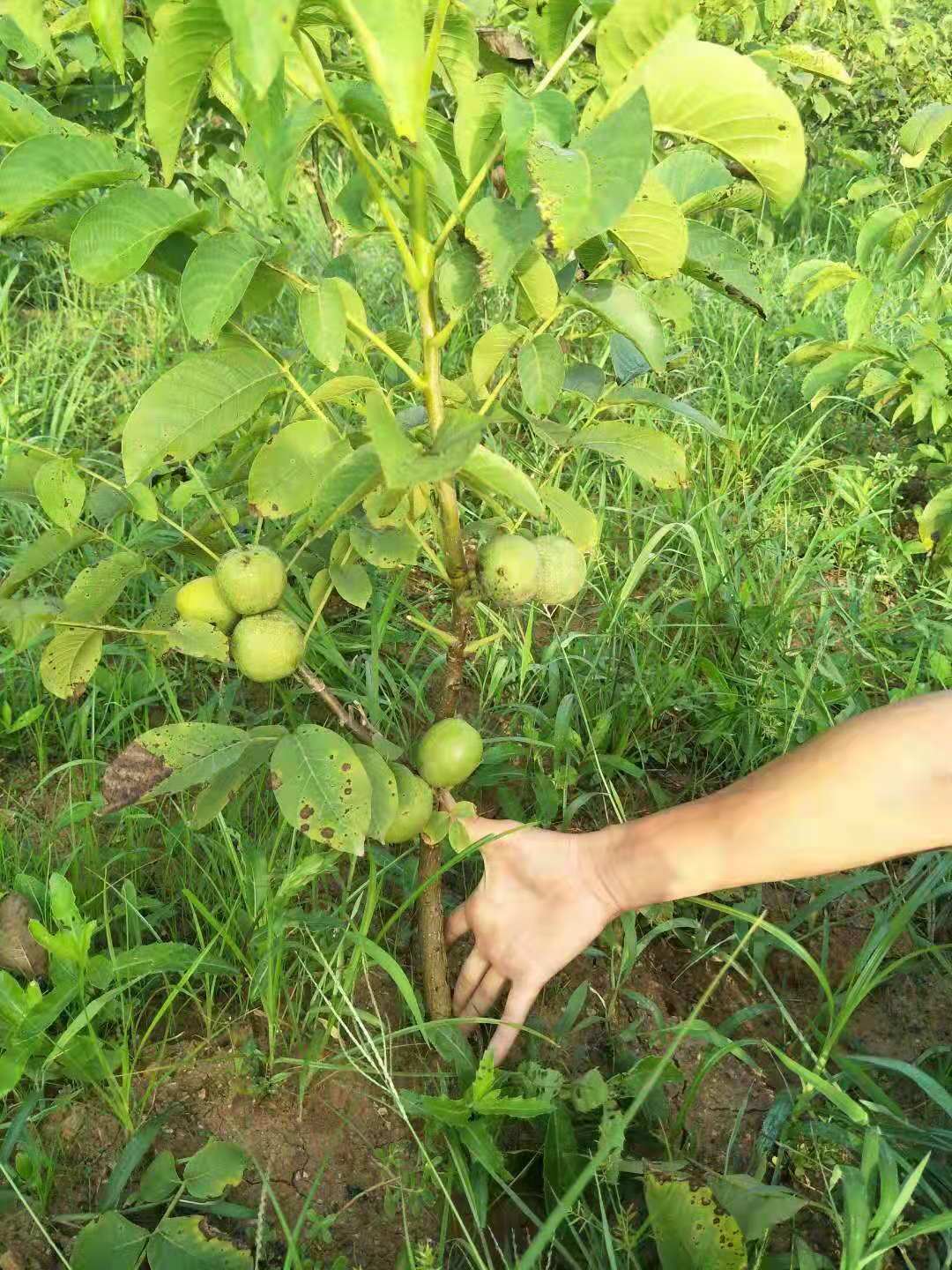 特早熟高产核桃,核桃硒府一号南方种植