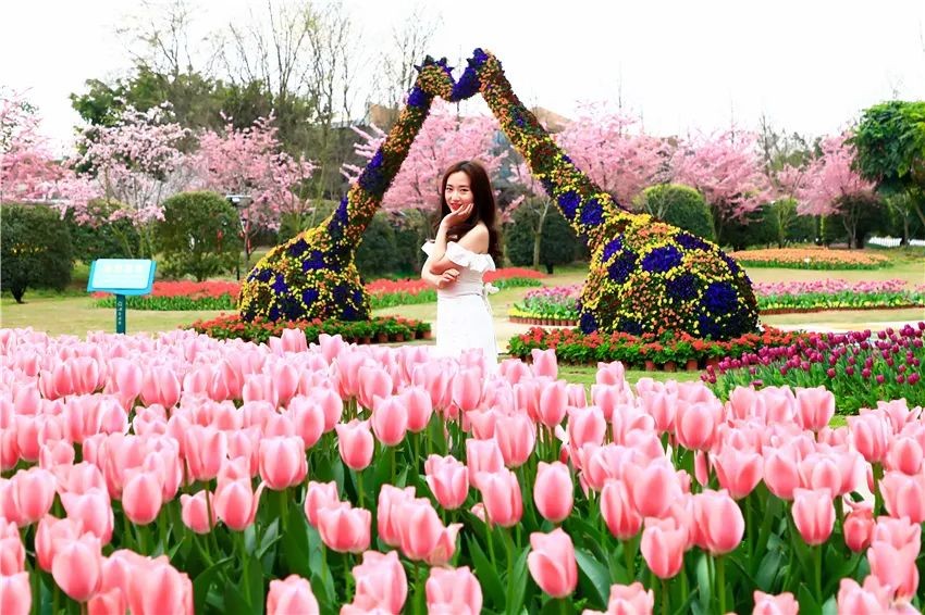 漫花庄园亿朵白樱花绚烂绽放啦，这些樱花的起源你真的知道吗？