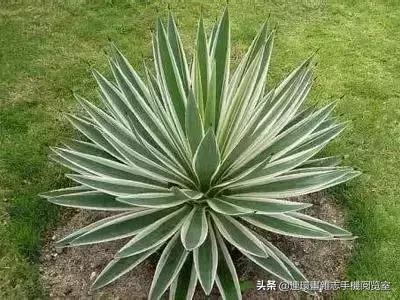 各种花的花语文案,花的花语100种