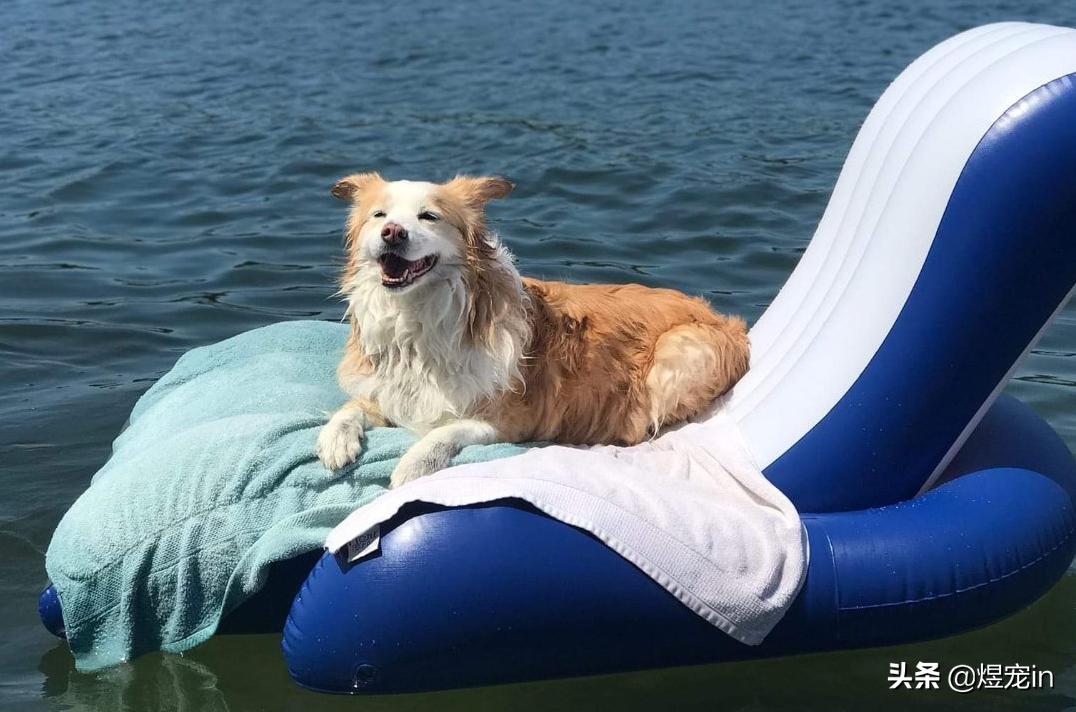 边牧总把粪便放盆里,边牧的排泄物里面有粘液