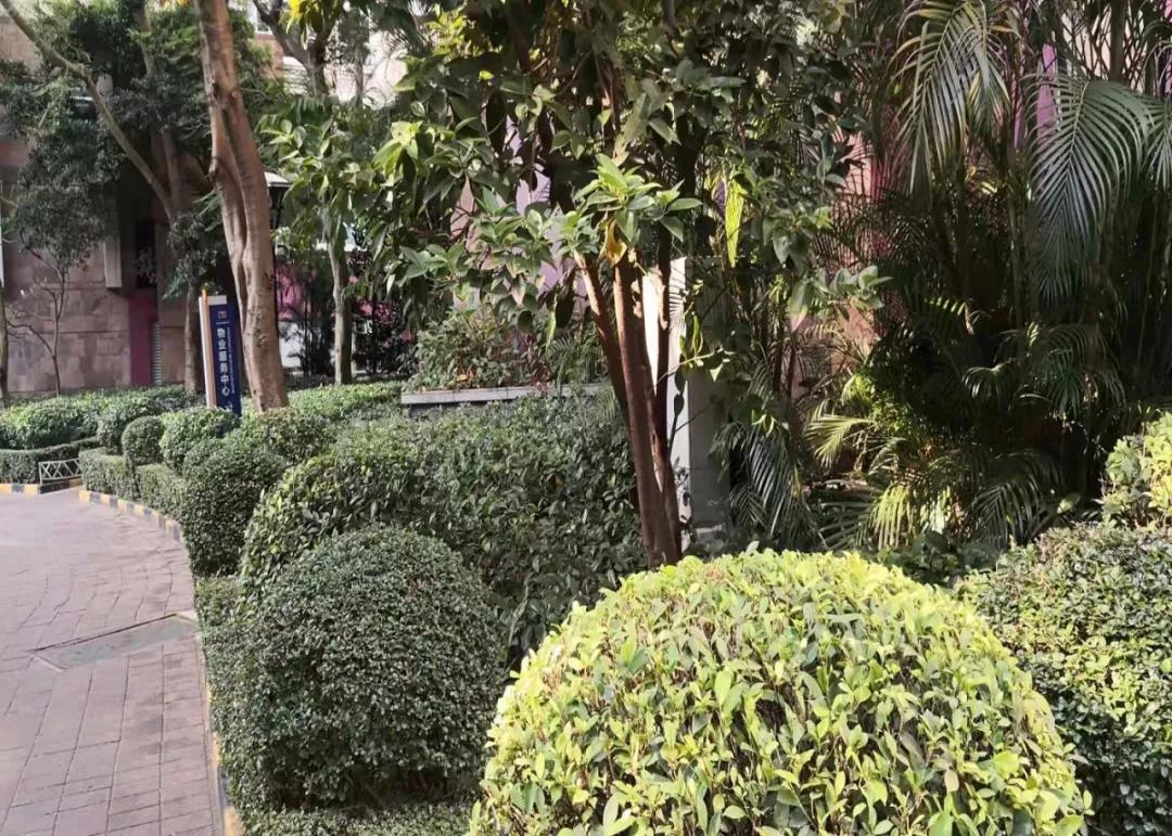 阳光棕榈园施工图,阳光棕榈园二期评测