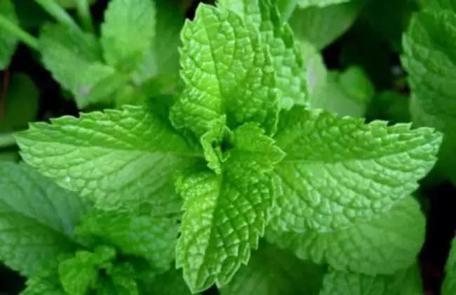 哺乳期菜里面有韭菜会回奶吗,纯燕麦哺乳期吃会回奶吗