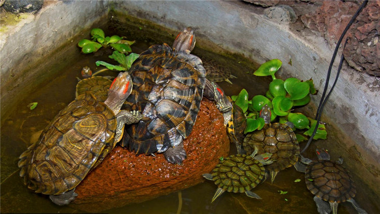乌龟不吃东西怎么处理,乌龟不吃东西怎么办视频教程