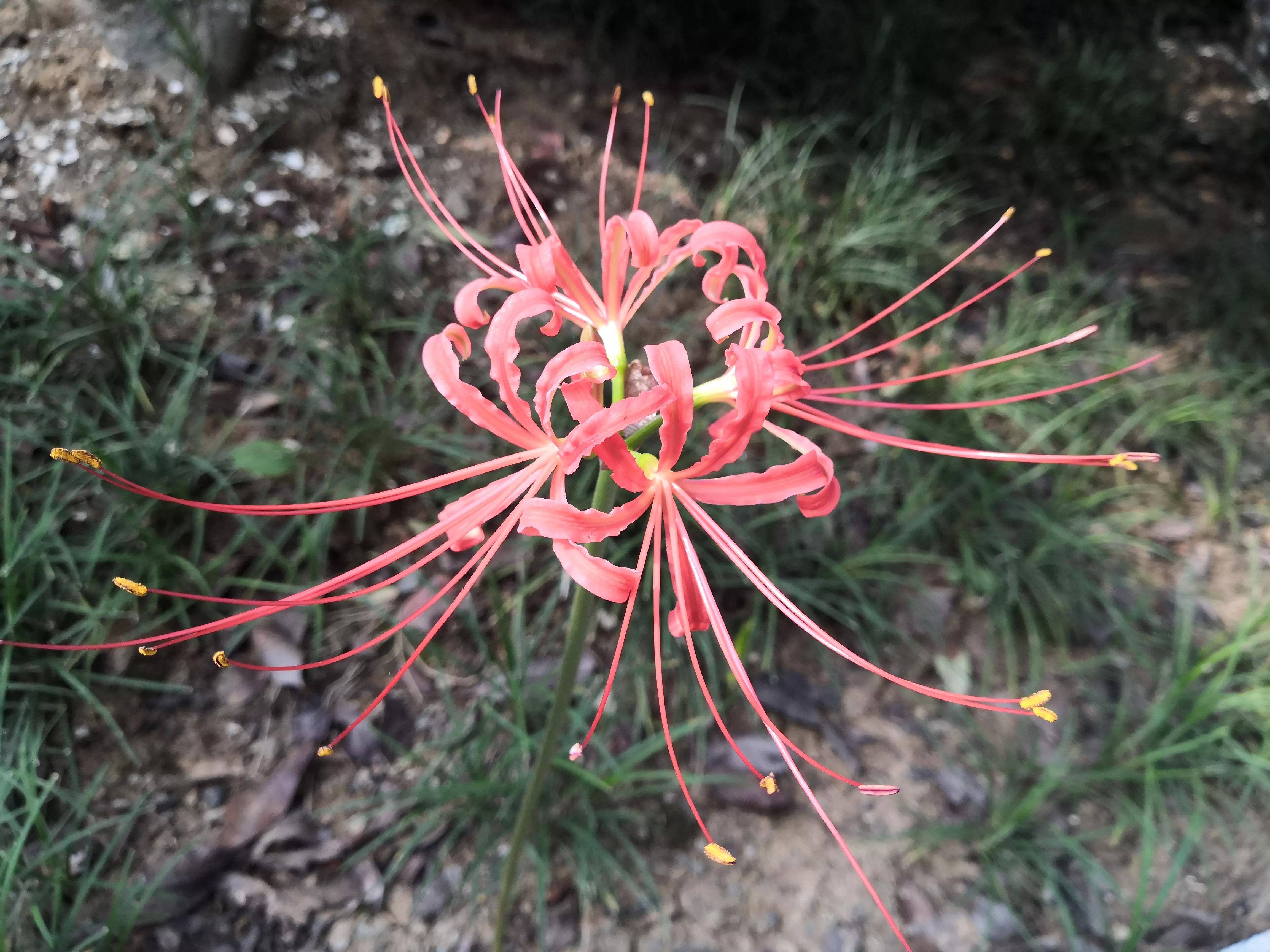 曼珠沙华有毒吗怎么养 (曼珠沙华有毒)