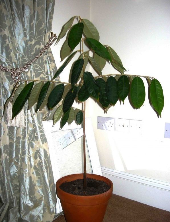 榴莲吃半个月会怎样,榴莲种子放冰箱保鲜里能种吗