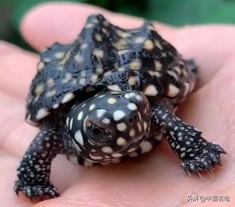 新手养龟快速入门教程,石金钱龟冬天怎么养新手必看