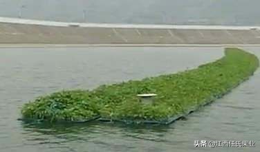 水蕹菜用土种法视频,水蕹菜