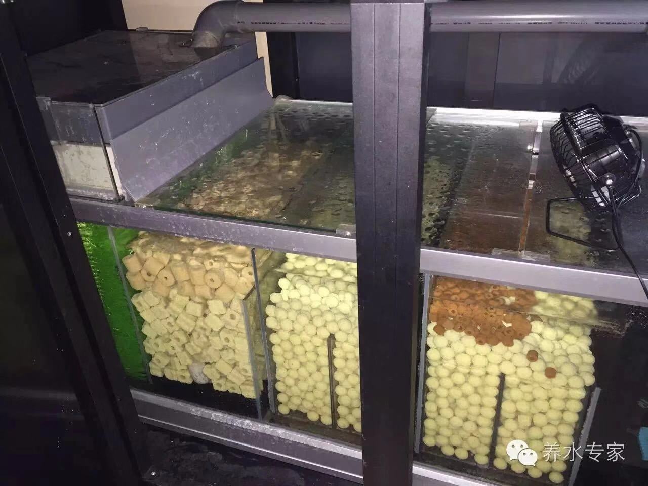 鱼缸养锦鲤鱼的方法和技巧,鱼缸新手养锦鲤鱼的正确方法