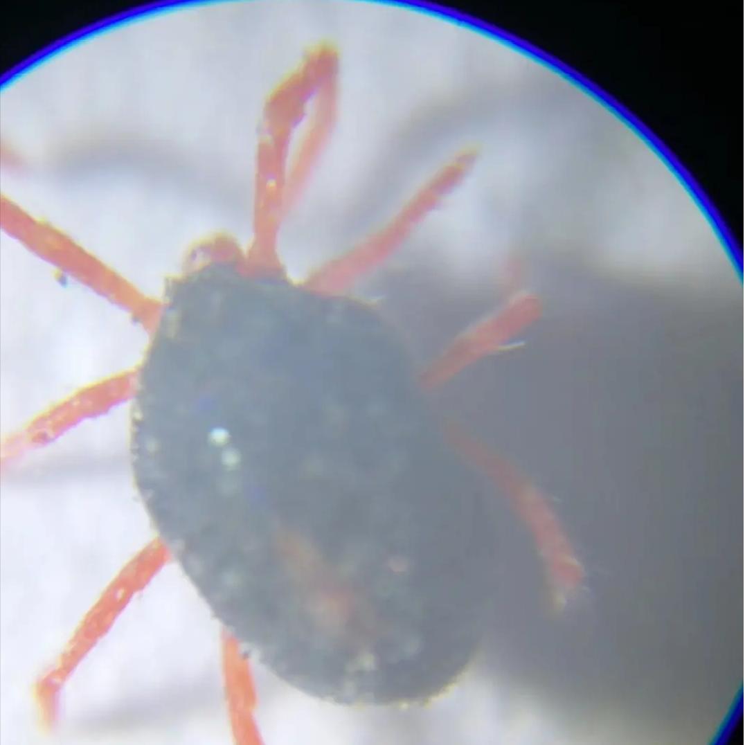 小麦治红蜘蛛最好方法,小麦红蜘蛛用哪几种药治疗好