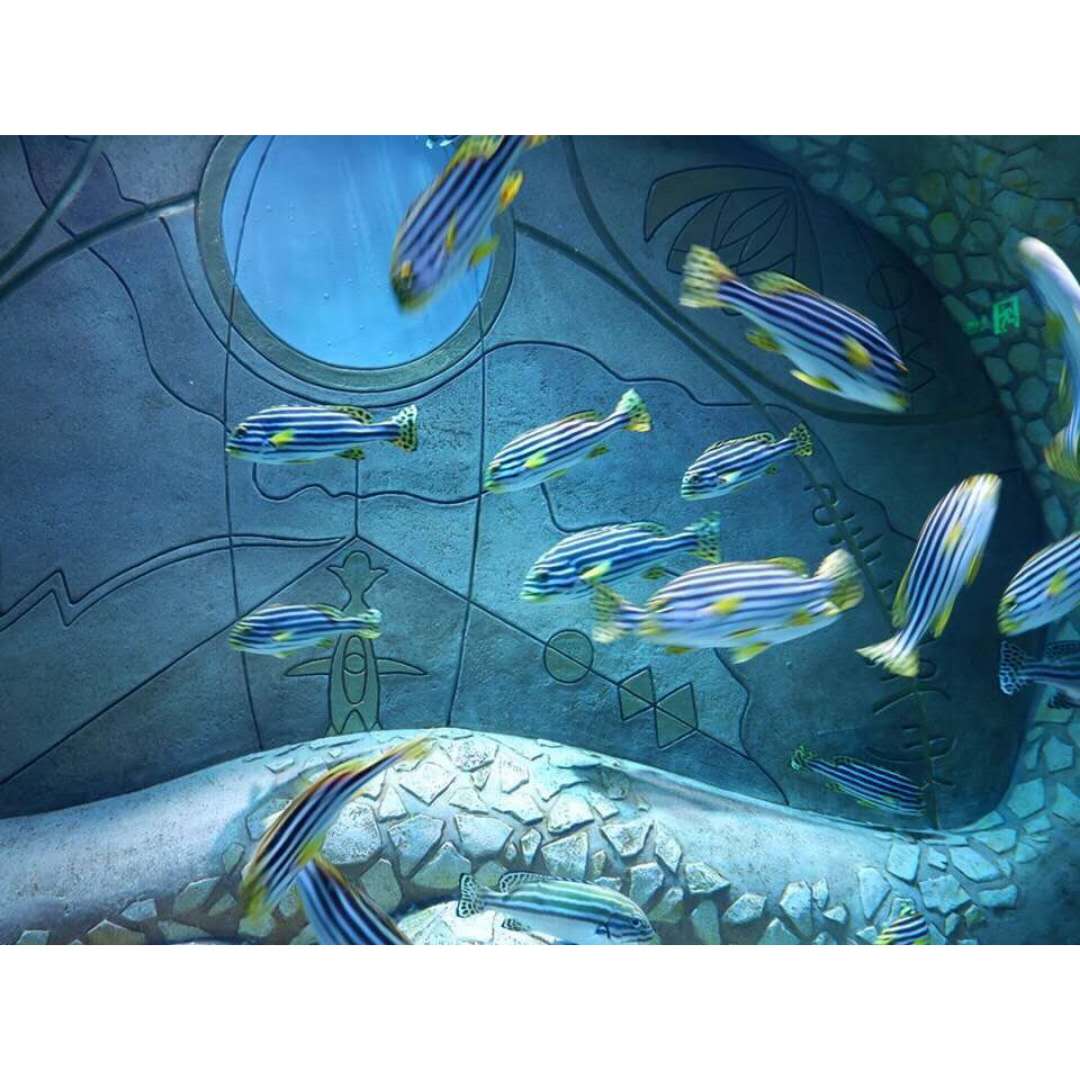 重庆海石公园网红打卡地,重庆汉海海洋公园怎么样