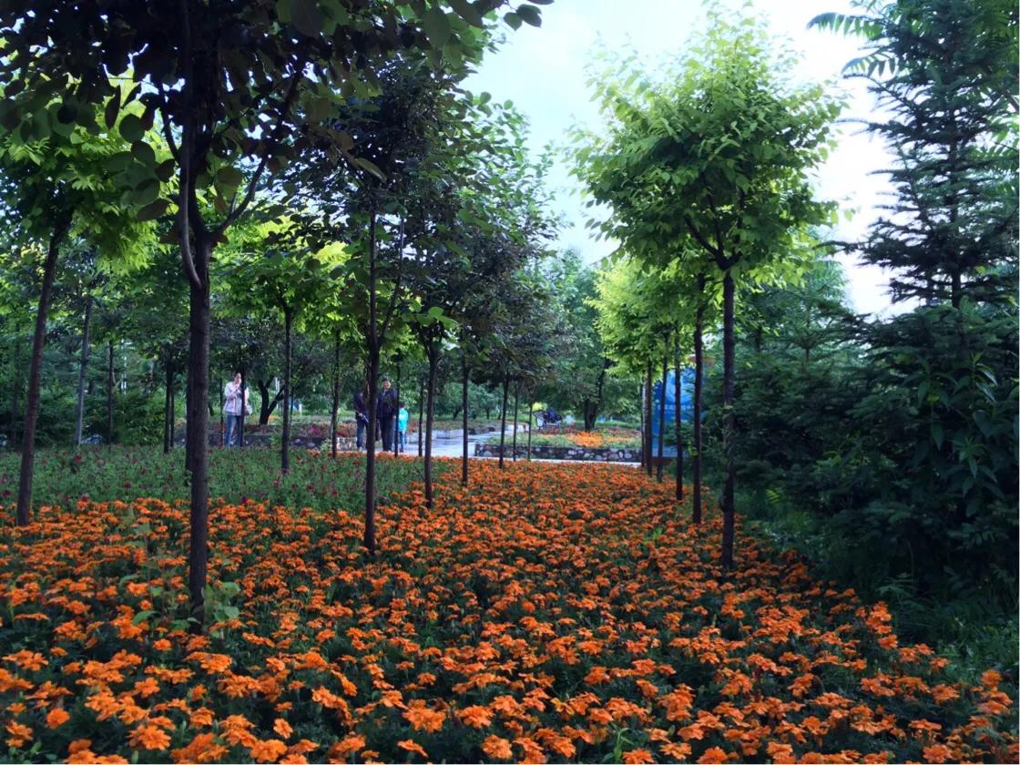 思念家乡青藏高原,思念家乡的嫩江