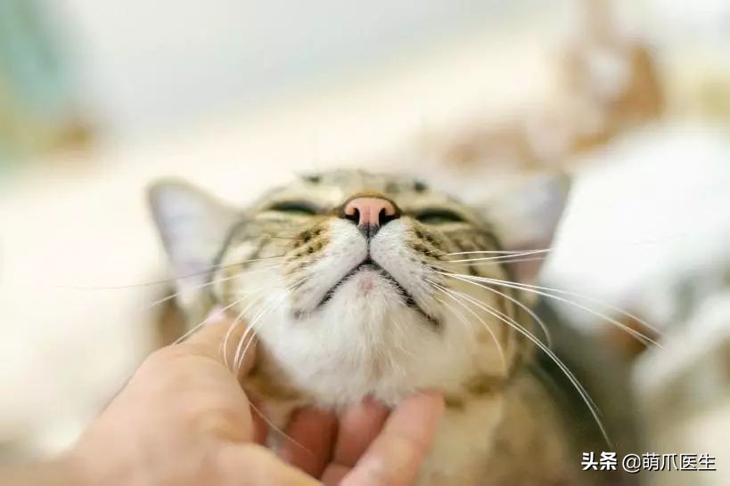 猫咪黑下巴毛囊炎的终极解决办法,猫咪有毛囊炎胡须还能长出来吗