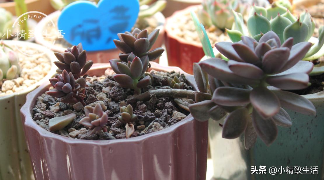 多肉歪长什么原因,多肉长歪